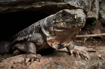 Fototapeta premium lizard on a rock portrait photograph mexico