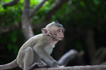 Obraz premium 可愛いサル