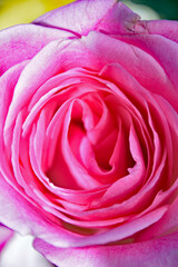 Obraz na płótnie Canvas Pink Rose Bud in Macro
