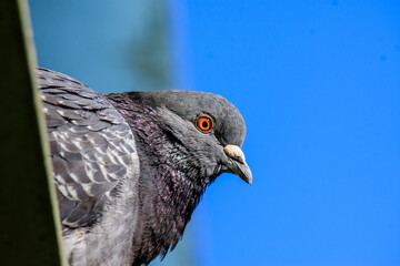 鳩　アップ　顔