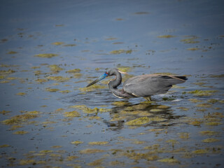 Tricolored heron in breeding plumage