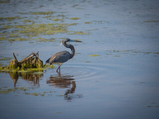 Tricolored heron in breeding plumage