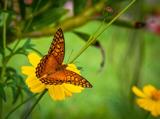 Obraz premium butterfly perched on a flower