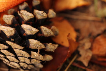 pile of firewood