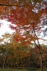 autumn in the forest