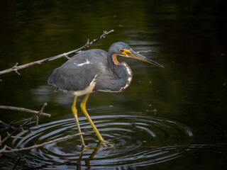 Tricolored heron fishing on a branch in water