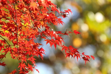 red autumn leaves