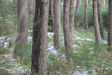 Fototapeta premium Deep wood during daytime in winter. Forest in the end of winter. Green grass. Tree trunks.