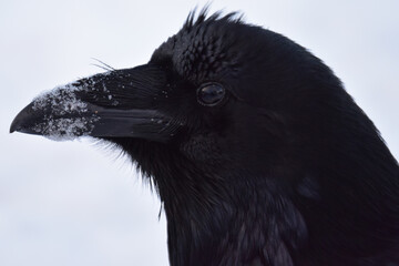 Portrait of a raven facing left