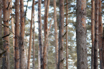 Deep wood duting daytime in winter. Winter forest.
