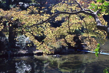 autumn leaves on the water