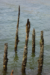 河口付近の岸壁の淵べの埠頭にある朽ちた古木