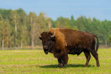 Fototapeten Big bison in nature.. © Ivan Nakonechnyy