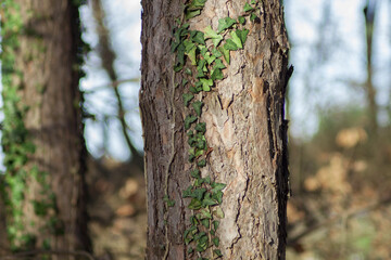 Climbing fig. Ivy growing over the tree trunk. Deep green colors.