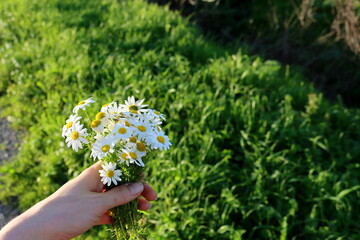 Cute bouquet of daisies in a female hand on a blurred green background.
