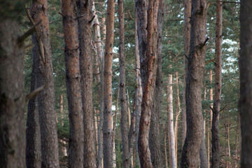 Deep wood duting daytime in winter. Winter forest.