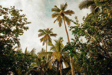 Palmen in der Südsee
