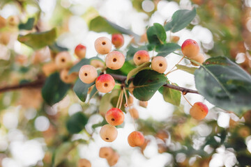 A branch with white wild apples in the backlight. Aerial light photography, beautiful natural background