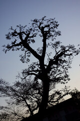Fototapeta na wymiar トワイライトの夕方、樹木ののシルエット模様