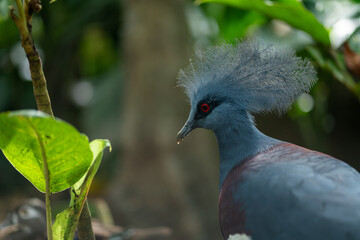 Victoria crowned pigeon, large bluish-grey pigeon with elegant blue lace-like crest.