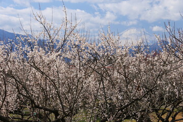 小田原市　曽我別所梅林　梅と富士山遠景