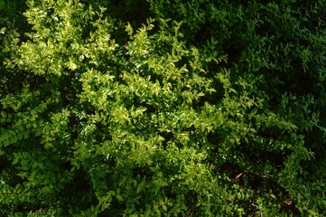 Full frame plants that are illuminated by the morning sun
