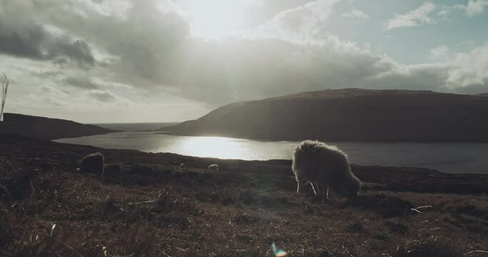 Sheep grazes on grassy hillside