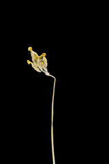 Dried dead flower isolated on black background. Sample of a flower in oriental style with pastel colors.