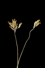 Dried dead flower isolated on black background. Sample of a flower in oriental style with pastel colors.