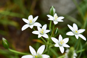 Fototapeta premium オーニソガラムの白い花