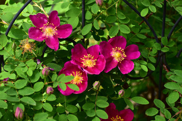 ロサピンプシングルチェリーの花