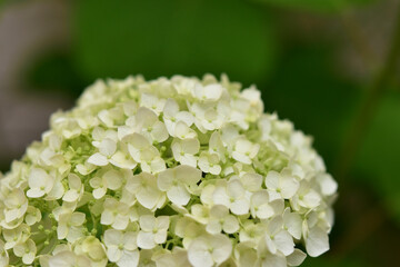 庭のアナベルの花