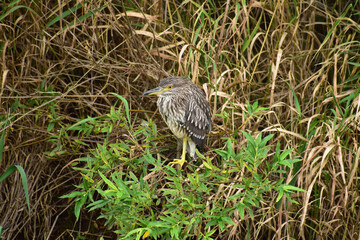 川の茂みのホシゴイ