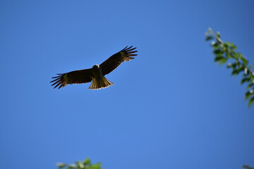 頭上のトビと青空