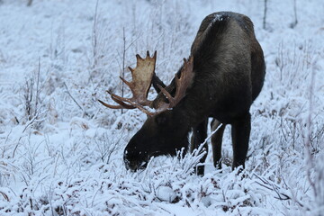 Bull moose in Anchorage, AK