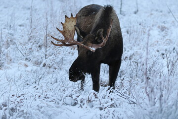 Bull moose in Anchorage, AK