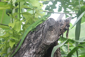iguana completa