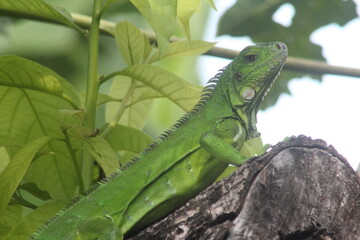iguana