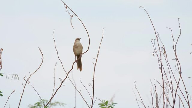 Striated Grassbird, Megalurus palustris, 4K Footage, Pak Pli, Thailand; perched on a small bare twig, chirping and calling then sudden shifts its body forward to gain balance.