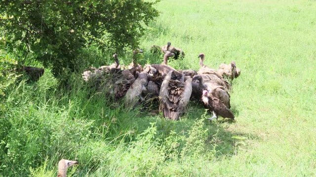 Large flock of White Backed Vultures compete and fight at carrion meal