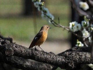 満開の梅林でくつろぐジョウビタキ メス