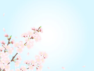 桜と青空の背景
