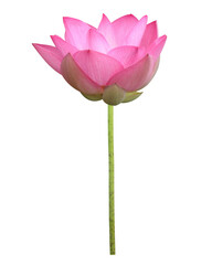 Pink lotus flower in full bloom isolated on white background with clipping path for design usage purpose	
