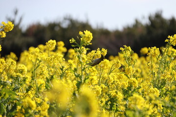 メジロと菜の花畑