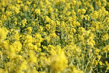メジロと菜の花畑
