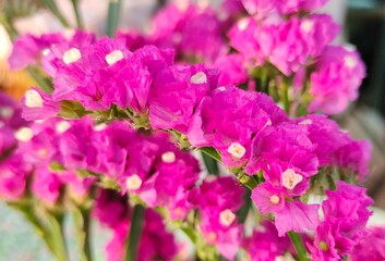 Fototapeta na wymiar Statices pink and white flowers