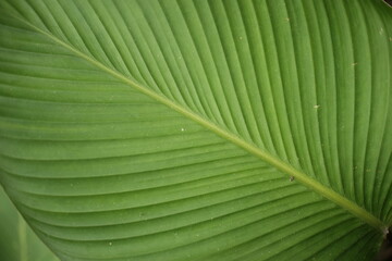 leaf from top