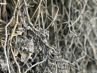 Roots of the dry plant abstract background 
