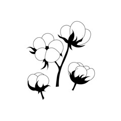 Cotton flowers, isolated black and white plant, vector illustration.