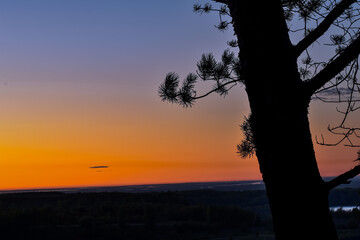 silhouette of a tree